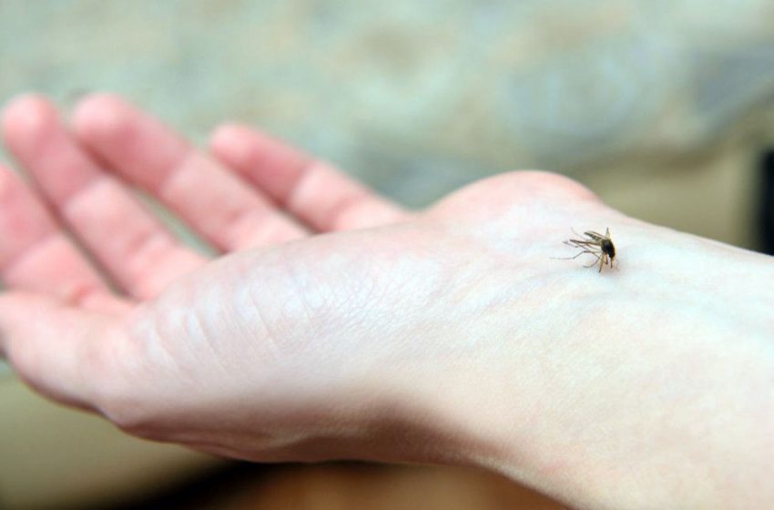  Cara Efektif Mengusir Nyamuk yang Efektif dan Mudah Dilakukan