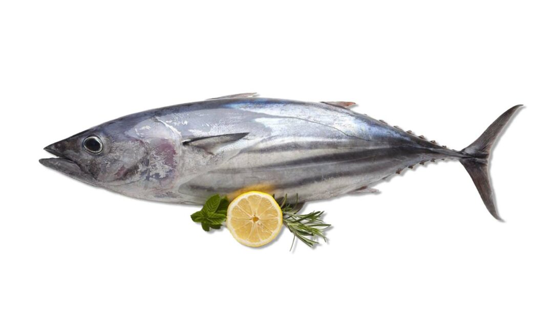 Ilustrasi Ikan Tuna