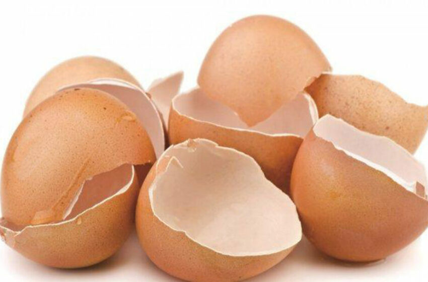  Ini Manfaat Cangkang Telur bagi Tanaman