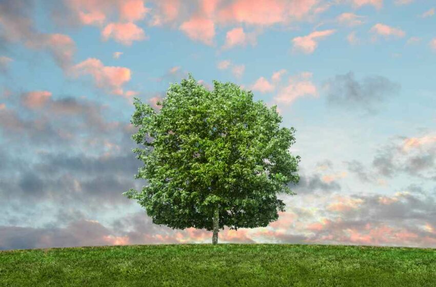  Kasih Sayang kepada Pohon akan Menyelamatkan Sahabat Alam Kita