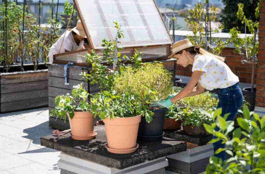  Urban Farming, Membawa Kebun ke Dalam Kota