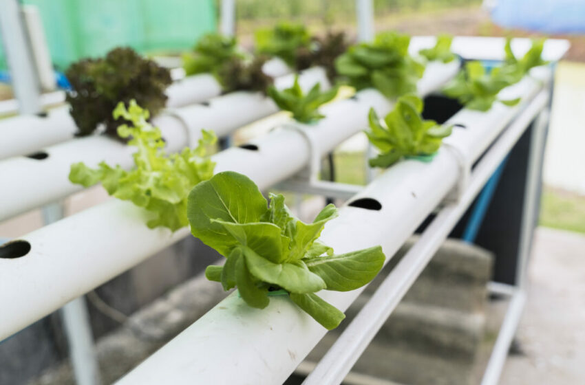  Ingin Memulai Berkebun? Ini Tanaman yang Cocok Ditanam Secara Hidroponik