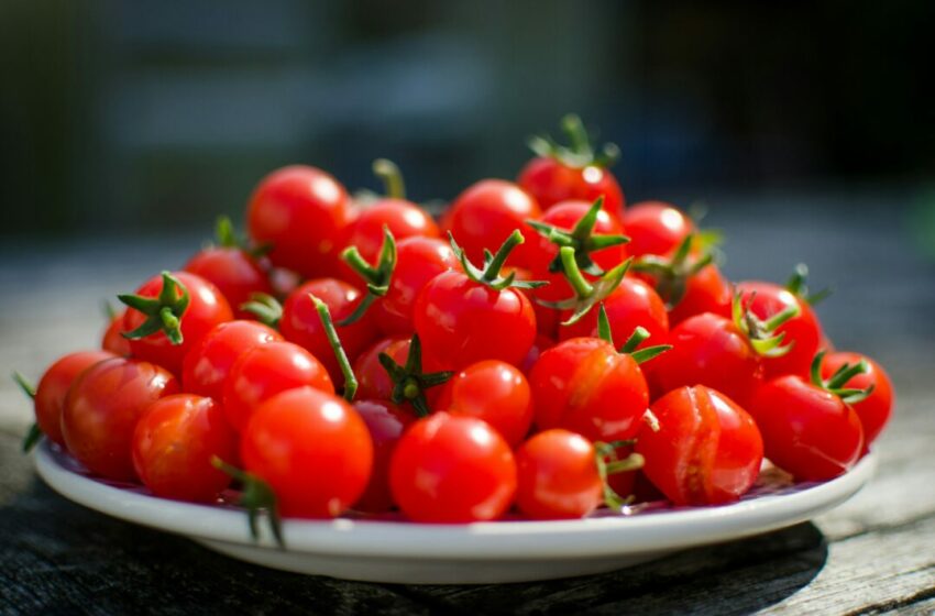  Ini Manfaat Kalau Kamu Menyukai Si Imut Tomat Cherry