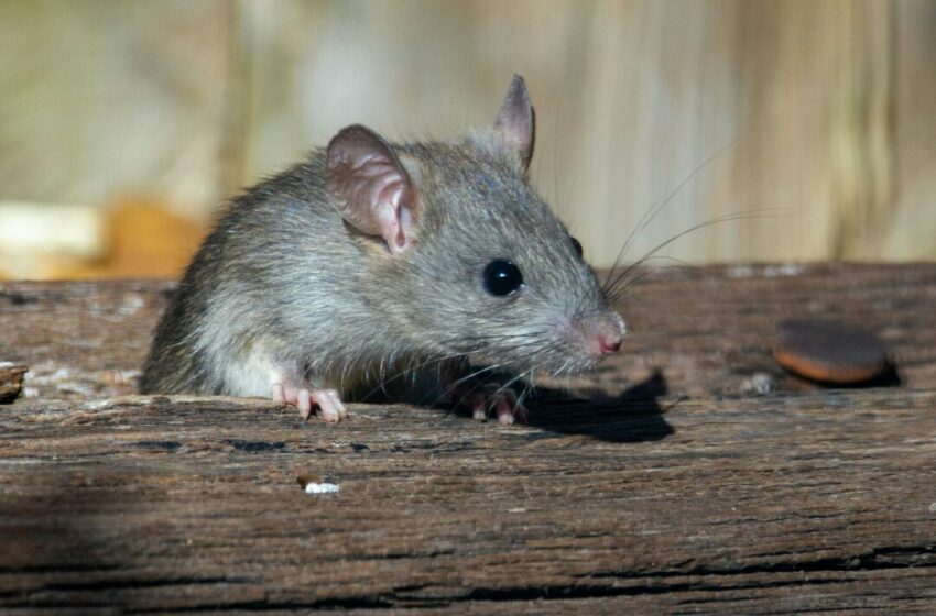  Mengusir Tikus dari Rumah dengan Bahan Alami, Ini Tips yang Efektif dan Ramah Lingkungan