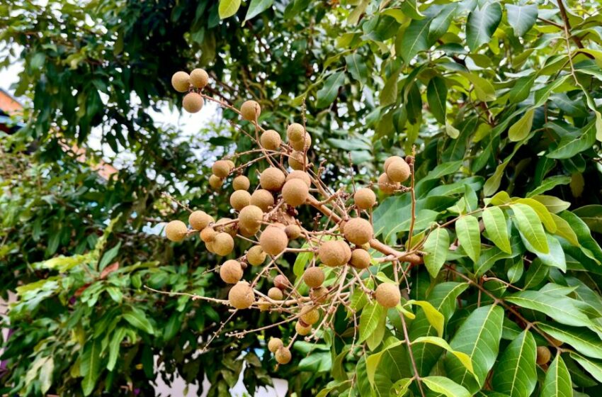  Manfaat Buah Klengkeng, Kaya Nutrisi untuk Kesehatan Optimal