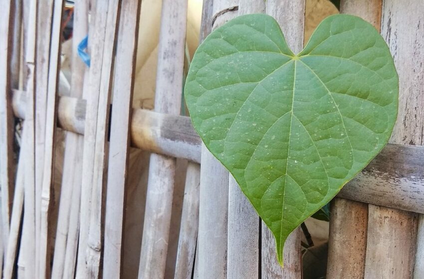  Mengenal Brotowali, Tanaman yang Dibuat Jamu dengan Rasa Super Pahit untuk Radang dan Alergi