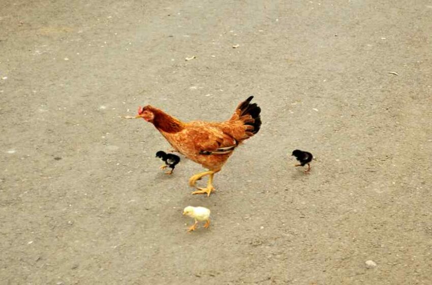  Masakan dari Ayam Kampung Terasa Lebih Lezat, Ini Alasannya