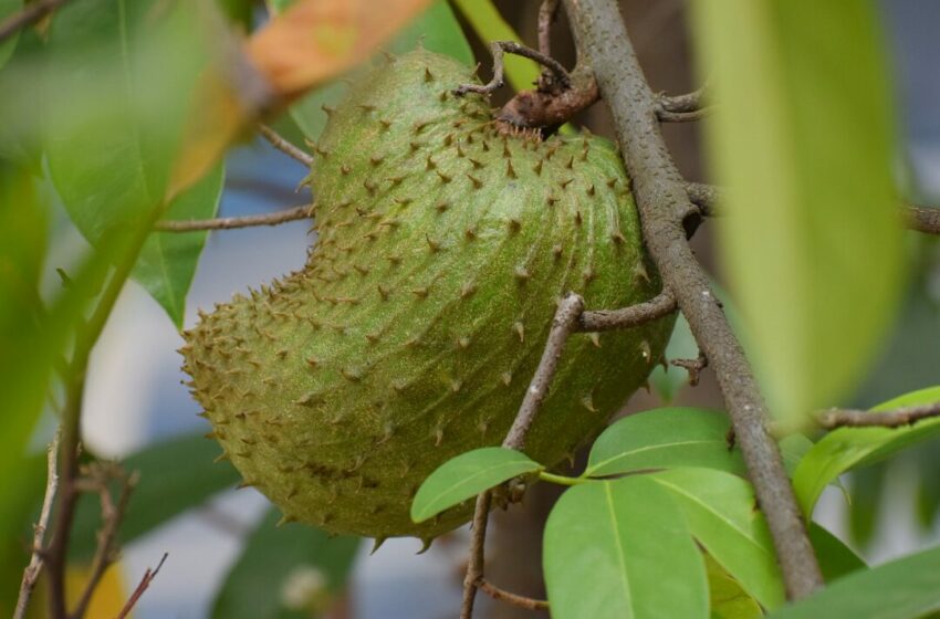  Menurunkan Kolesterol dan Menyehatkan Jantung dengan Daun Sirsak