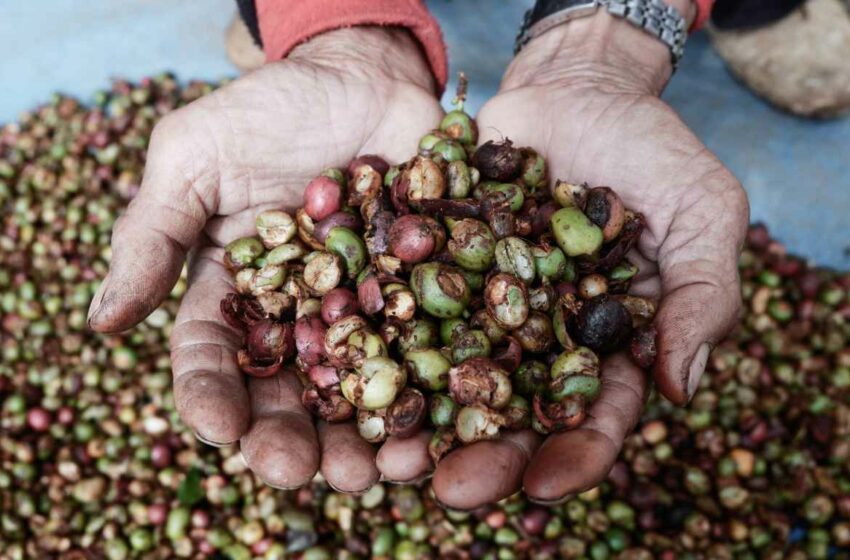  Keindahan Lampung Barat, Surganya Kopi Robusta Terbesar di Lampung