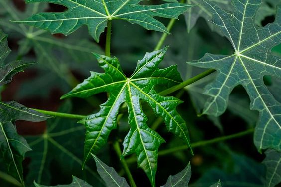  Mengungkap Khasiat dan Keajaiban Daun Pepaya Jepang atau Chaya