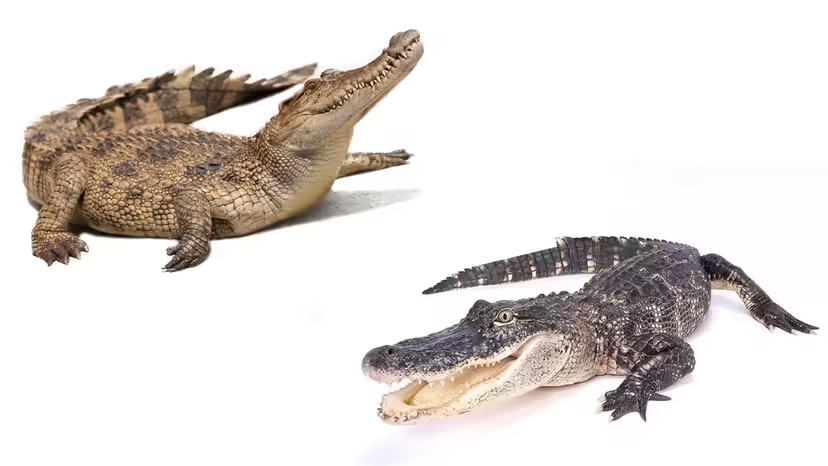  Sama-sama Disebut Buaya, Ini Perbedaan Crocodile dan Alligator. Mantanmu yang Mana?