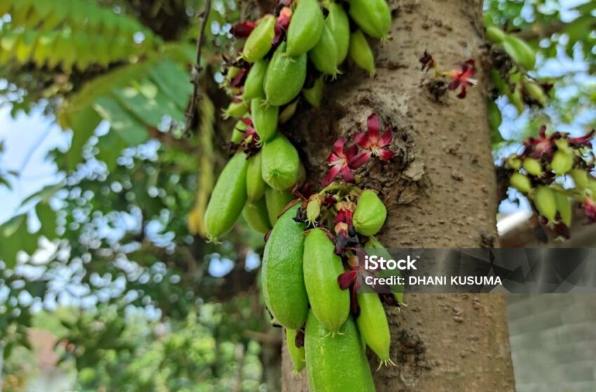  Keajaiban Belimbing Wuluh, Buah Ajaib yang Bersembunyi di Dapur