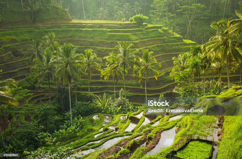  Menyelami Keunikan Budaya Lokal, Pengalaman Wisata Budaya di Berbagai Daerah Indonesia