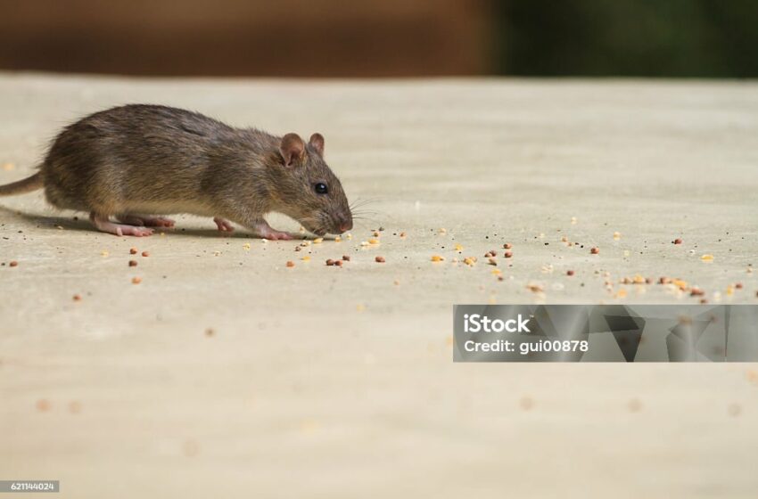  Mengatasi Gigitan Tikus Liar dengan Pertolongan Pertama yang Tepat