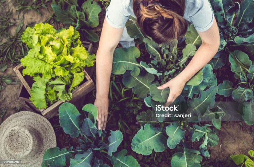  Ini Jenis-Jenis Tanaman Sayur yang Cocok untuk Ditanam di Halaman Belakangmu