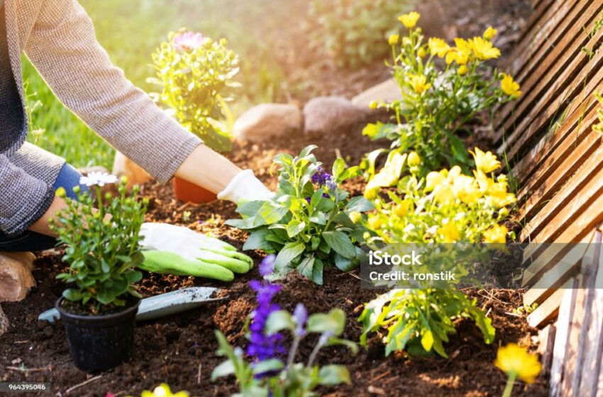  Mengoptimalkan Lahan Sempit: Tips Berkebun di Ruang Terbatas