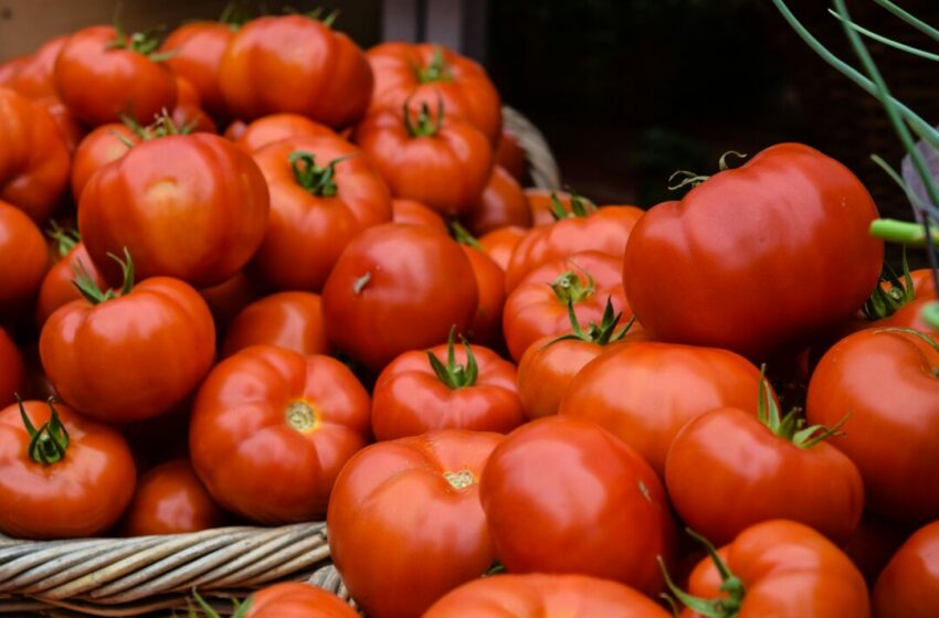  Ini Manfaat Buah Tomat untuk Kesehatan Tubuh Kamu