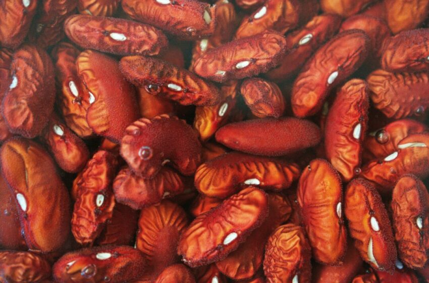  Mengungkap Kandungan Ajaib dalam Air Rebusan Kacang Merah, Minuman Sehat untuk Tubuh