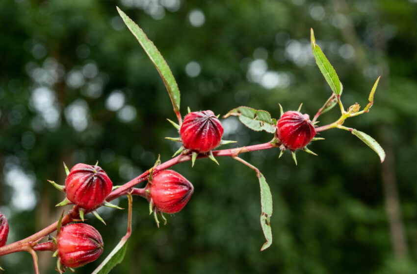  Manfaat Luar Biasa Bunga Rosella untuk Kesehatan Kamu