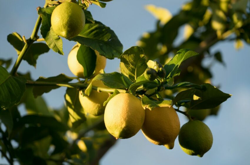  Panduan Lengkap Cara Menanam Tanaman Buah Lemon di Halaman Belakang Rumah Kamu