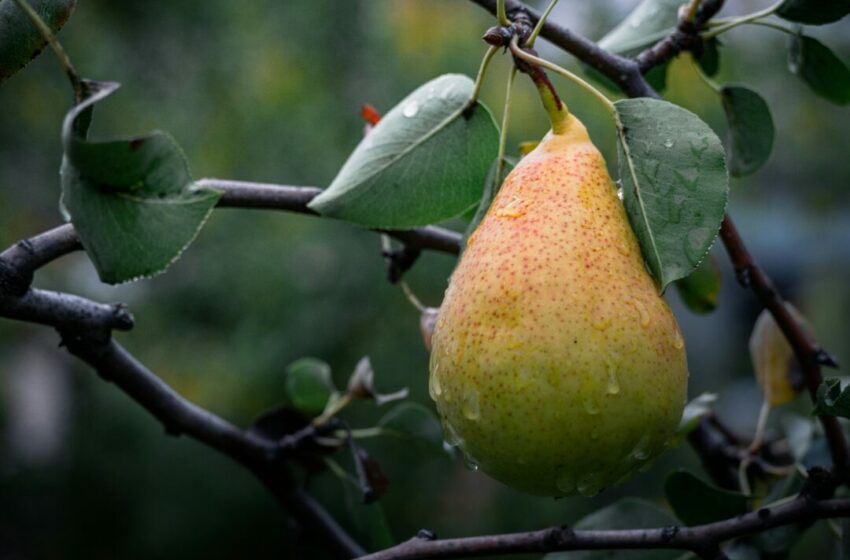  Suka dengan Buah Pir? Ini Manfaat yang Bakal Kamu Dapatkan