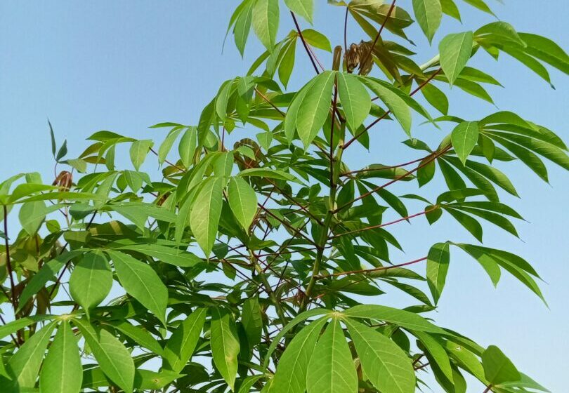  Manfaat dan Kandungan Nutrisi yang Terdapat pada Daun Singkong