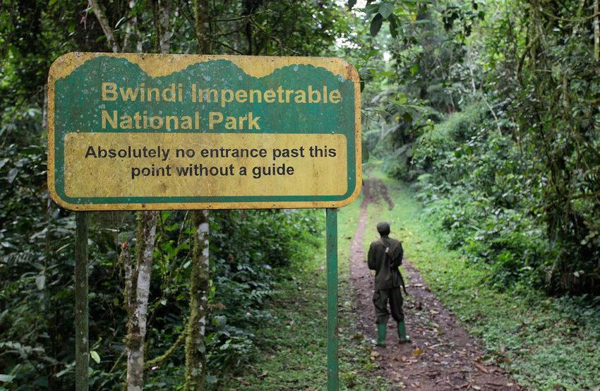  Tempat Wisata yang Patut Dikunjungi di Hutan Bwindi Impenetrable Uganda