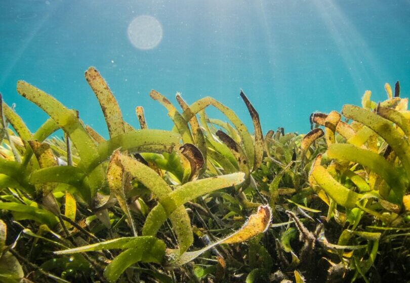  Mengenal Jenis-Jenis Rumput Laut dan Kegunaannya dalam Dunia Kuliner