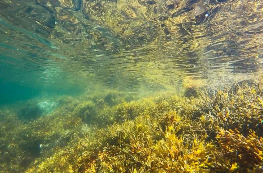  Mengungkap Peran Penting Rumput Laut dalam Mempertahankan Keseimbangan Ekosistem Laut