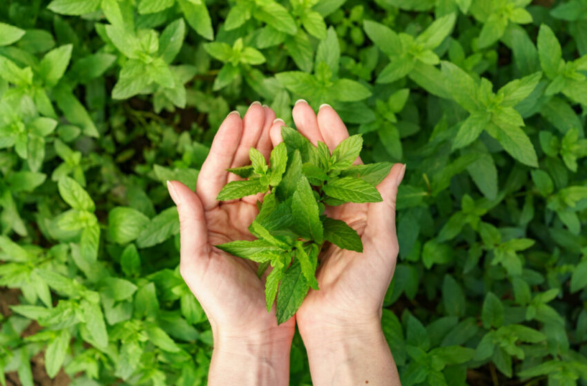  Mengenal Lebih Dekat Tanaman Stevia: Manfaat, Penggunaan, dan Pertimbangan