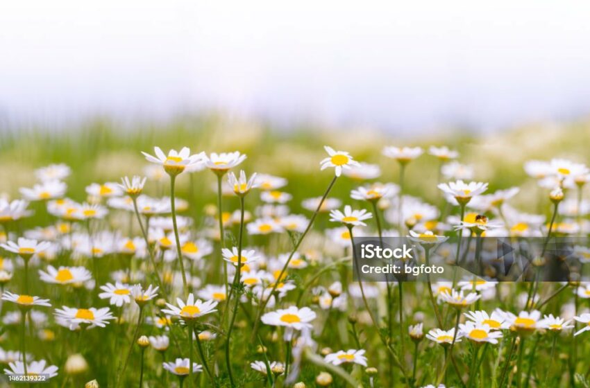  Rahasia Kecantikan Alami, Ini Manfaat Luar Biasa Chamomile untuk Kulit dan Rambut