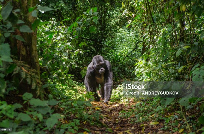  Mengenal Hutan Bwindi Impenetrable di Uganda, Surga Alam Liar di Jantung Afrika