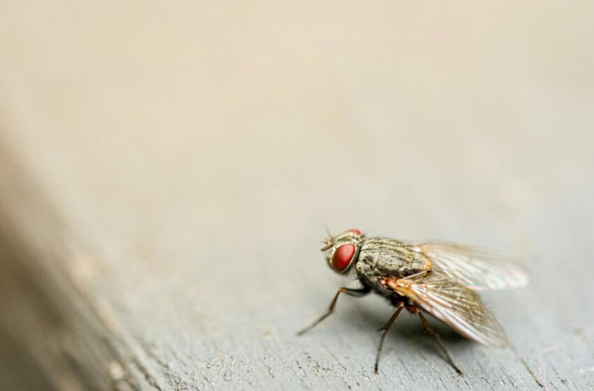  Tips Sederhana untuk Menghindari Lalat di Meja Makan Kamu
