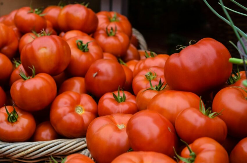  Panduan Menyimpan Buah Tomat dengan Benar di Kulkas