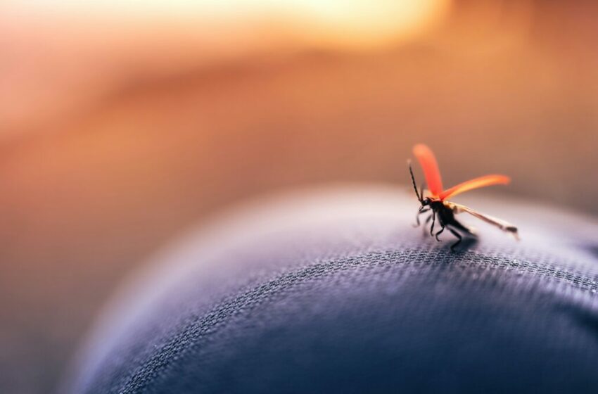  10 Strategi Ampuh untuk Memerangi Nyamuk di Lingkungan Rumah Kamu