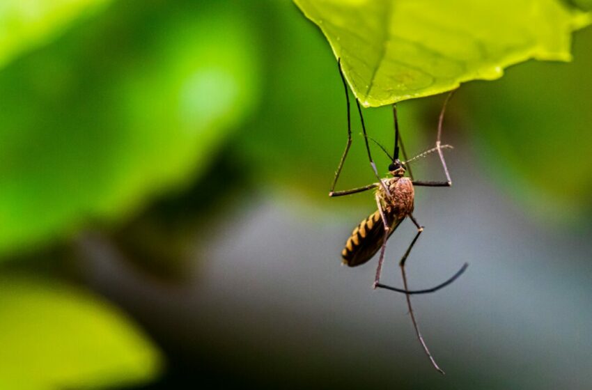  Cara Mengurangi Nyamuk di Rumah, Tips Efektif untuk Lingkungan yang Nyaman dan Bebas Nyamuk