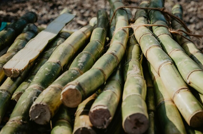  Perbedaan Antara Gula dari Tebu dan Gula dari Stevia, Mana yang Lebih Baik untuk Kesehatan?