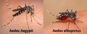  Kenali Perbedaan Nyamuk Aedes Aegypti dan Aedes Albopictus Pemicu DBD