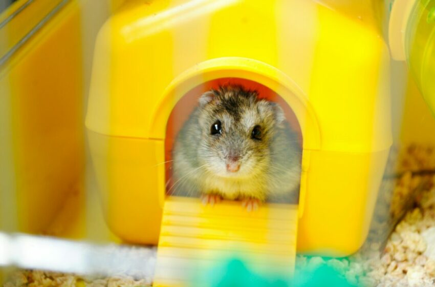  Apa Saja yang Harus Dimiliki Jika Ingin Pelihara Hamster?