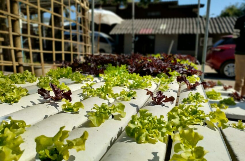  Hidroponik Nggak Cuma Sayur, Buah Juga Bisa