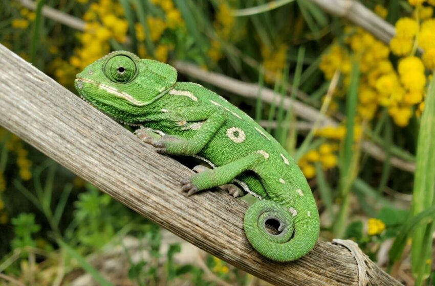  Hal yang Perlu Dipertimbangkan jika Ingin Memelihara Reptil di Rumah