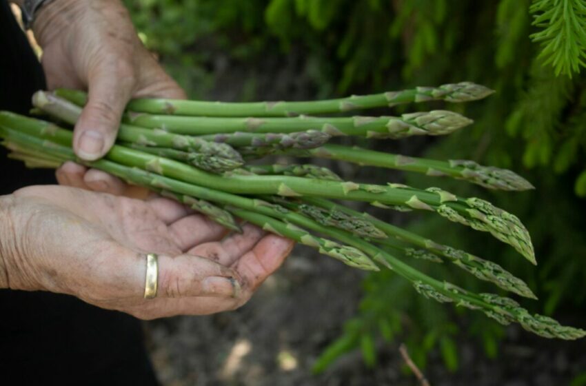  Nutrisi yang Terkandung dalam Asparagus, Manfaat dan Keunggulannya