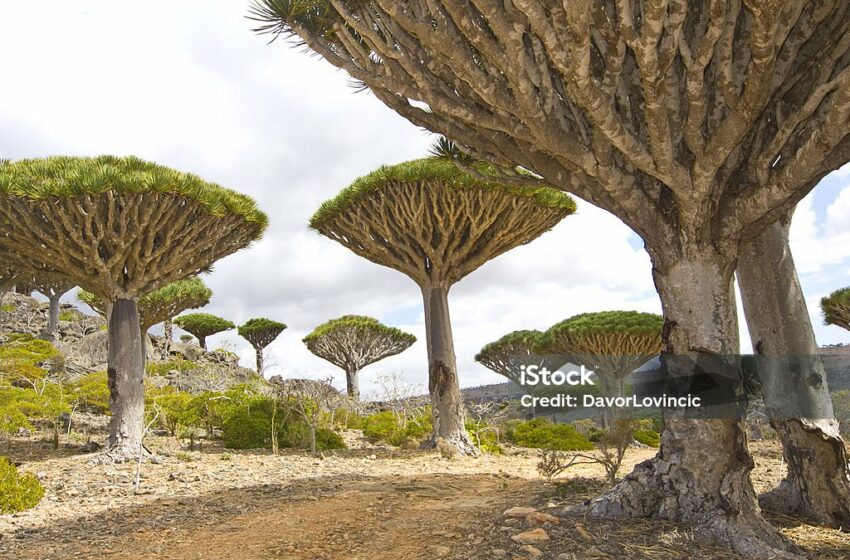  Socotra,  Permata Yaman yang Tersembunyi