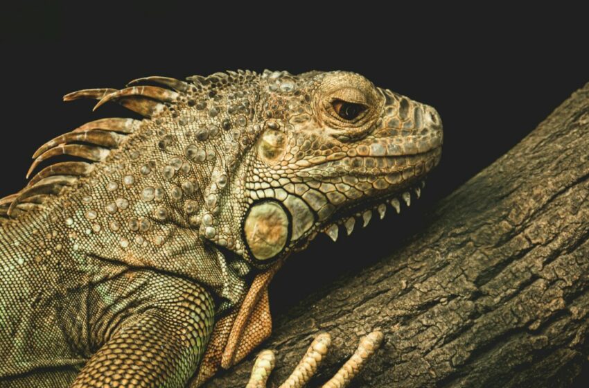  Panduan Lengkap Memelihara Iguana di Rumah