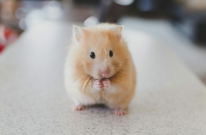  Tips Memelihara Hamster, Panduan Lengkap untuk Pemilik Baru