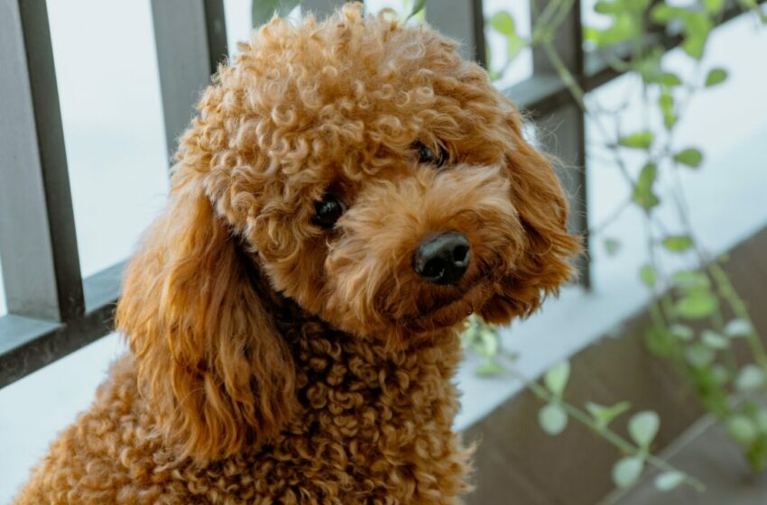  Ingin Memelihara Anjing Poodle? Ini Tips Merawat Bulunya