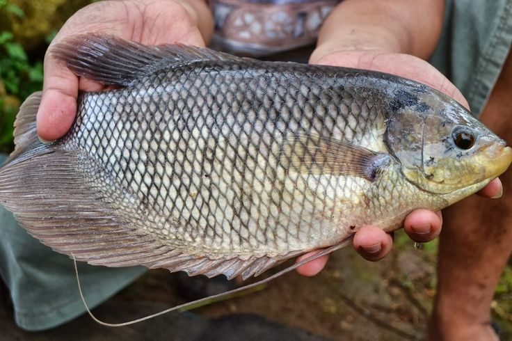  Menjelajahi Aneka Jenis Ikan yang Mudah Diolah untuk Hidangan Lezat