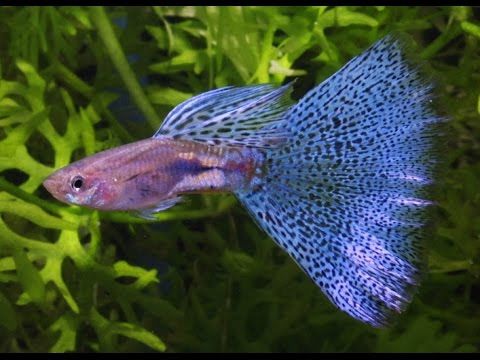  Memilih Ikan Guppy, Keindahan dan Keanekaragaman yang Memikat