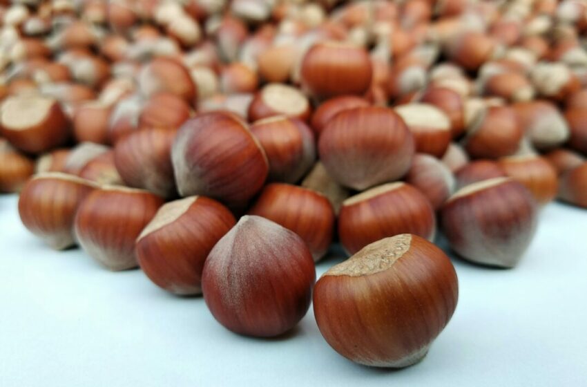  Bisakah Kita Menanam Tumbuhan Hazelnut Sendiri di Rumah?