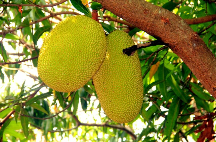  Cara Menyimpan Buah Nangka agar Tidak Cepat Berair